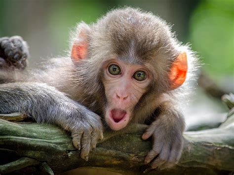 Monkey's Mind-Blowing Magic Trick Reaction Will Make You Smile
